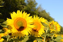 Sommar som är solig, dagen, solen, fält, växer, stort, härligt, solrosor, blommor, himmel, skogen, landskapet, lynnet som är varm Arkivfoton Sommar som är solig, dagen, solen, fält, växer, stort, härligt, solrosor, blommor, himmel, skogen, landskapet, lynnet som är varm Arkivfoton