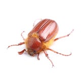 sommarchafer (Amphimallon solstitiale) som isoleras på vit arkivfoton sommarchafer (Amphimallon solstitiale) som isoleras på vit arkivfoton