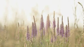 Sommargräs blommar tätt upp i fältet med solnedgångpanelljuset för ljus bris, dockaskottet, grunt djup av fältet Sommargräs blommar tätt upp i fältet med solnedgångpanelljuset för ljus bris, dockaskottet, grunt djup av fältet