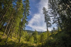 Sommarlandskappinjeskog i Carpathiansna Arkivfoto Sommarlandskappinjeskog i Carpathiansna Arkivfoto