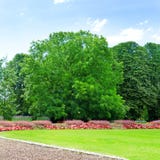 Sommarträdgård royaltyfria foton Sommarträdgård royaltyfria foton