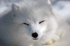Sommeil Artic de renard Sommeil Artic de renard