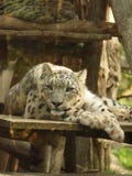 Sommeil blanc de tigre dans le zoo d'amneville photos stock Sommeil blanc de tigre dans le zoo d'amneville photos stock