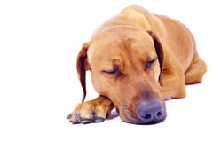 Sommeil de chien de Rhodesian Ridgeback image libre de droits Sommeil de chien de Rhodesian Ridgeback image libre de droits