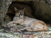 Sommeil de puma photo stock Sommeil de puma photo stock