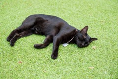 Sommeil thaïlandais noir de chat sur le plancher d'herbe photographie stock Sommeil thaïlandais noir de chat sur le plancher d'herbe photographie stock