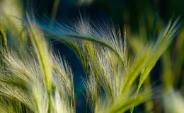 Sommer-Gras Ende des Nachmittags-Lichtes lizenzfreies stockfoto Sommer-Gras Ende des Nachmittags-Lichtes lizenzfreies stockfoto