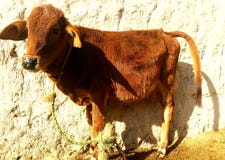 Son of cow royalty free stock photos Son of cow royalty free stock photos