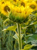 Sonflower die zich alleen bij zonnebloemgebied bevinden royalty-vrije stock fotografie Sonflower die zich alleen bij zonnebloemgebied bevinden royalty-vrije stock fotografie