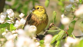 Song of a beautiful bird from flowers. Spring 2018, singing bird, wildlife Song of a beautiful bird from flowers. Spring 2018, singing bird, wildlife