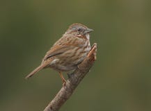 Song Sparrow (Melospiza melodia) Stock Image Song Sparrow (Melospiza melodia) Stock Image