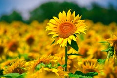 Sonnenblume auf dem Gebiet stockbilder Sonnenblume auf dem Gebiet stockbilder