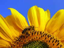 Sonnenblume und Biene stockbild Sonnenblume und Biene stockbild