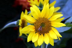 Sonnenblume und eine Hummel lizenzfreie stockbilder Sonnenblume und eine Hummel lizenzfreie stockbilder