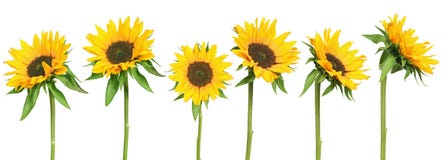 Sonnenblumen Sonnenblumen
