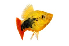 Sonnendurchbruchsmoking Platy männliches Xiphophorus-maculatus tropische Aquariumfische lizenzfreie stockfotografie Sonnendurchbruchsmoking Platy männliches Xiphophorus-maculatus tropische Aquariumfische lizenzfreie stockfotografie