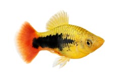Sonnendurchbruchsmoking Platy männliches Xiphophorus-variatus tropische Aquariumfische lizenzfreies stockbild Sonnendurchbruchsmoking Platy männliches Xiphophorus-variatus tropische Aquariumfische lizenzfreies stockbild