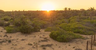 Sonnenuntergang in den Dünen mit Palmen und Sand lizenzfreie stockfotos Sonnenuntergang in den Dünen mit Palmen und Sand lizenzfreie stockfotos