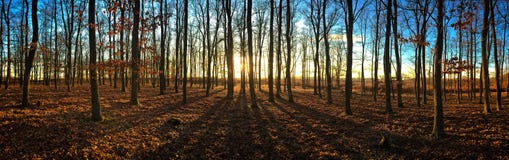 Sonnenuntergang im Wald stockfotografie Sonnenuntergang im Wald stockfotografie