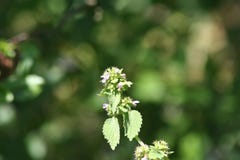 Sonnige purpurrote Blume lizenzfreies stockfoto Sonnige purpurrote Blume lizenzfreies stockfoto