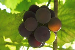 Sonnige Trauben im Sommergarten lizenzfreie stockbilder Sonnige Trauben im Sommergarten lizenzfreie stockbilder
