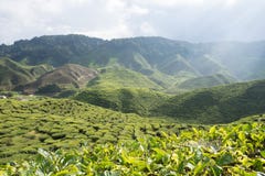 Sonniger szenischer Bergblick über Teeplantage in Cameron-Hochländern in Malaysia lizenzfreies stockbild Sonniger szenischer Bergblick über Teeplantage in Cameron-Hochländern in Malaysia lizenzfreies stockbild
