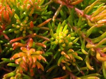 Sonniger Tag des Sommers Sedum Blumen 14 stockfotos Sonniger Tag des Sommers Sedum Blumen 14 stockfotos