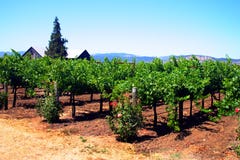 Sonoma e Napa Valley, California Fotografia Stock Libera da Diritti Sonoma e Napa Valley, California Fotografia Stock Libera da Diritti