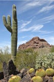 Sonoran Sentinel. Vertical image of a cactus in an Arizona desert setting royalty free stock photo Sonoran Sentinel. Vertical image of a cactus in an Arizona desert setting royalty free stock photo