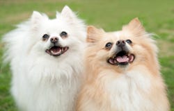 Sonrisa de dos pequeña perros foto de archivo libre de regalías Sonrisa de dos pequeña perros foto de archivo libre de regalías