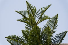 Soothing branches of a Christmas tree. The vibrant branches of a Christmas tree make the mood cheerful stock images Soothing branches of a Christmas tree. The vibrant branches of a Christmas tree make the mood cheerful stock images
