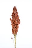 Sorgo isolado no branco imagens de stock royalty free Sorgo isolado no branco imagens de stock royalty free
