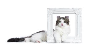 Soriano nero con il gatto/gattino americani bianchi del ricciolo immagine stock libera da diritti Soriano nero con il gatto/gattino americani bianchi del ricciolo immagine stock libera da diritti