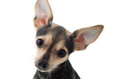 Sorprendió el perro de Terrier imágenes de archivo libres de regalías Sorprendió el perro de Terrier imágenes de archivo libres de regalías