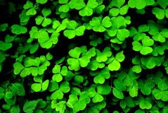 Sorrel ξύλων στοκ εικόνες Sorrel ξύλων στοκ εικόνες