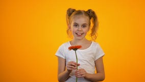 Sorridere felice dell'adolescente, tenente il fiore piacevole della gerbera, regalo di compleanno stock footage Sorridere felice dell'adolescente, tenente il fiore piacevole della gerbera, regalo di compleanno stock footage