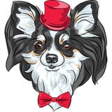 Sorriso da raça da chihuahua do cão do moderno do vetor ilustração stock Sorriso da raça da chihuahua do cão do moderno do vetor ilustração stock