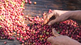 Sorting and selection process of a ripe and good quality coffee cherry.