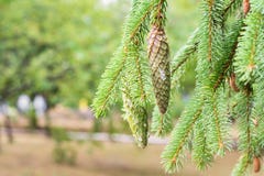 Sosna rożek w sośnie Sosna rozgałęzia się w naturze zdjęcia stock Sosna rożek w sośnie Sosna rozgałęzia się w naturze zdjęcia stock