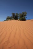 Sosta di condizione dentellare di corallo delle dune di sabbia immagine stock libera da diritti Sosta di condizione dentellare di corallo delle dune di sabbia immagine stock libera da diritti