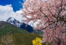 Sotto la montagna della neve, fiori della pesca fotografia stock Sotto la montagna della neve, fiori della pesca fotografia stock