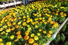 Souci fran?ais de patula de Tagetes en fleur, groupe de jaune orange des fleurs, feuilles vertes, petit arbuste photographie stock libre de droits Souci fran?ais de patula de Tagetes en fleur, groupe de jaune orange des fleurs, feuilles vertes, petit arbuste photographie stock libre de droits