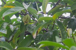 Soursop λουλούδι soursop στις εγκαταστάσεις στοκ εικόνα με δικαίωμα ελεύθερης χρήσης Soursop λουλούδι soursop στις εγκαταστάσεις στοκ εικόνα με δικαίωμα ελεύθερης χρήσης