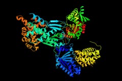 Sous-unité alpha-6, une protéine d'Importin vraisemblablement impliquée en protéine NLS-dépendante illustration libre de droits Sous-unité alpha-6, une protéine d'Importin vraisemblablement impliquée en protéine NLS-dépendante illustration libre de droits
