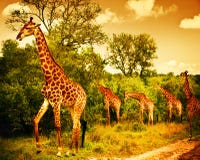 South African giraffes royalty free stock photography South African giraffes royalty free stock photography