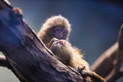 South American Pygmy marmoset Callithrix pygmaea, Cebuella pygmaea royalty free stock images South American Pygmy marmoset Callithrix pygmaea, Cebuella pygmaea royalty free stock images