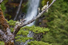 Free South Island Tomtit Royalty Free Stock Images - 32521009