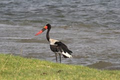 South Luanga National Park: Saddle-billed Stork. Ephippiorhynchus senegalensis stock photography South Luanga National Park: Saddle-billed Stork. Ephippiorhynchus senegalensis stock photography