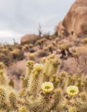 South West cactus flower, Arizona Desert Landscape Stock Images South West cactus flower, Arizona Desert Landscape Stock Images
