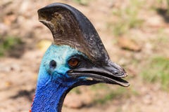 Southern Cassowary, Casuarius , Head, Colorful Bird, Close Up Royalty Free Stock Image